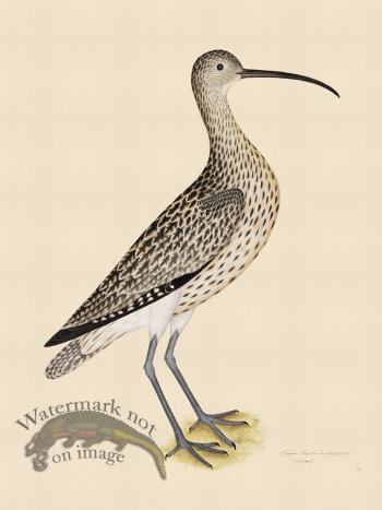 EURASIAN CURLEW . PL 35
